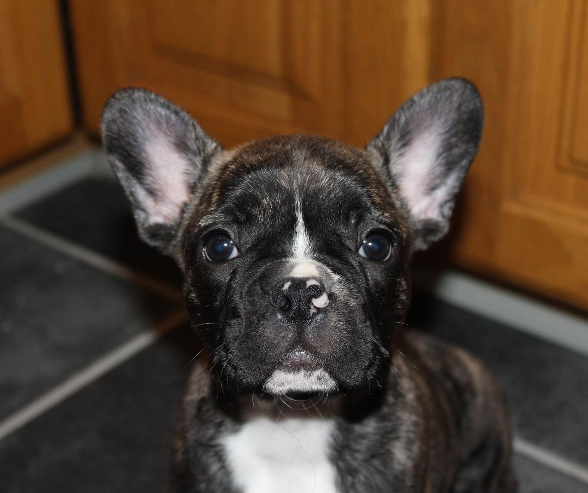 Fransk bulldog Coco billede 1