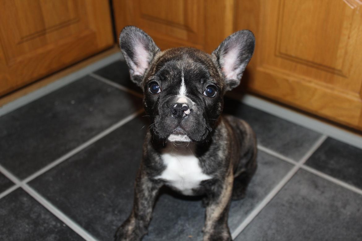 Fransk bulldog Coco billede 2