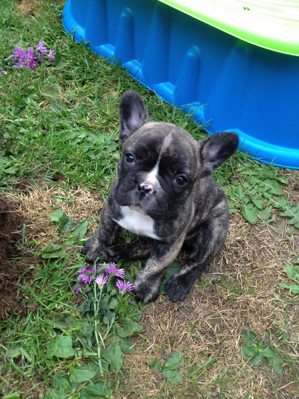 Fransk bulldog Coco billede 3