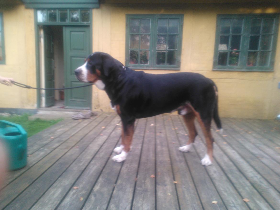 Grosser schweizer sennenhund Frodo Lucky Swiss billede 31