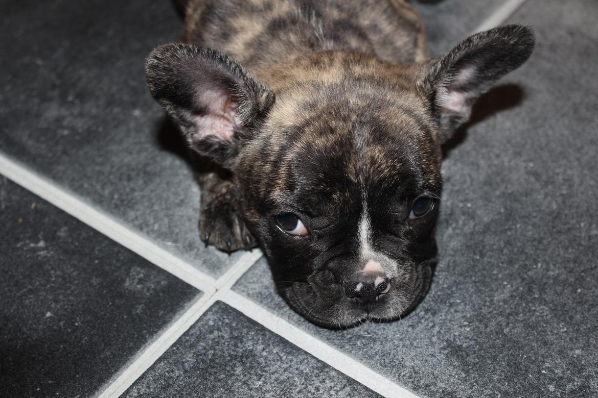 Fransk bulldog Coco billede 4