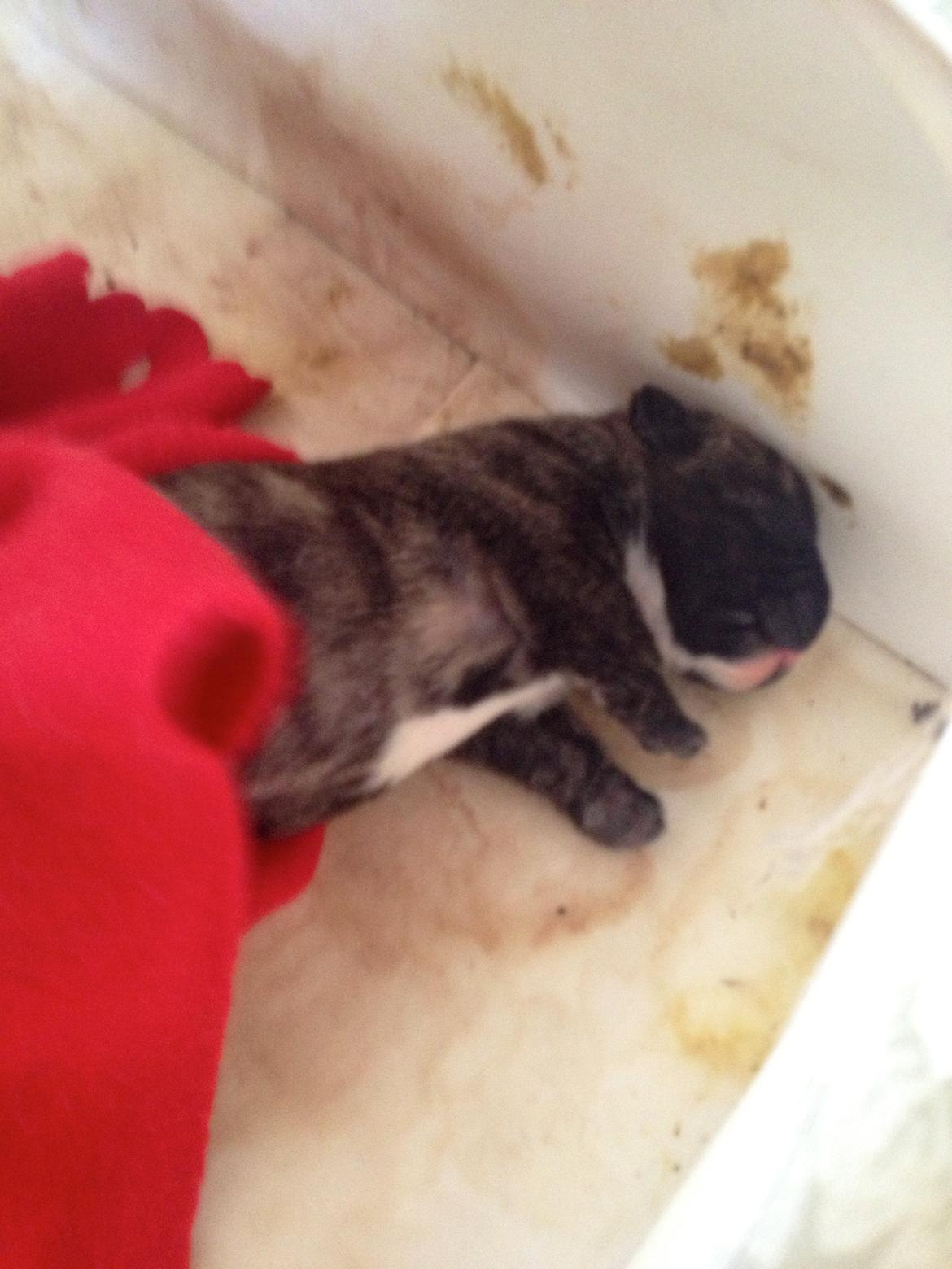 Fransk bulldog Coco billede 5