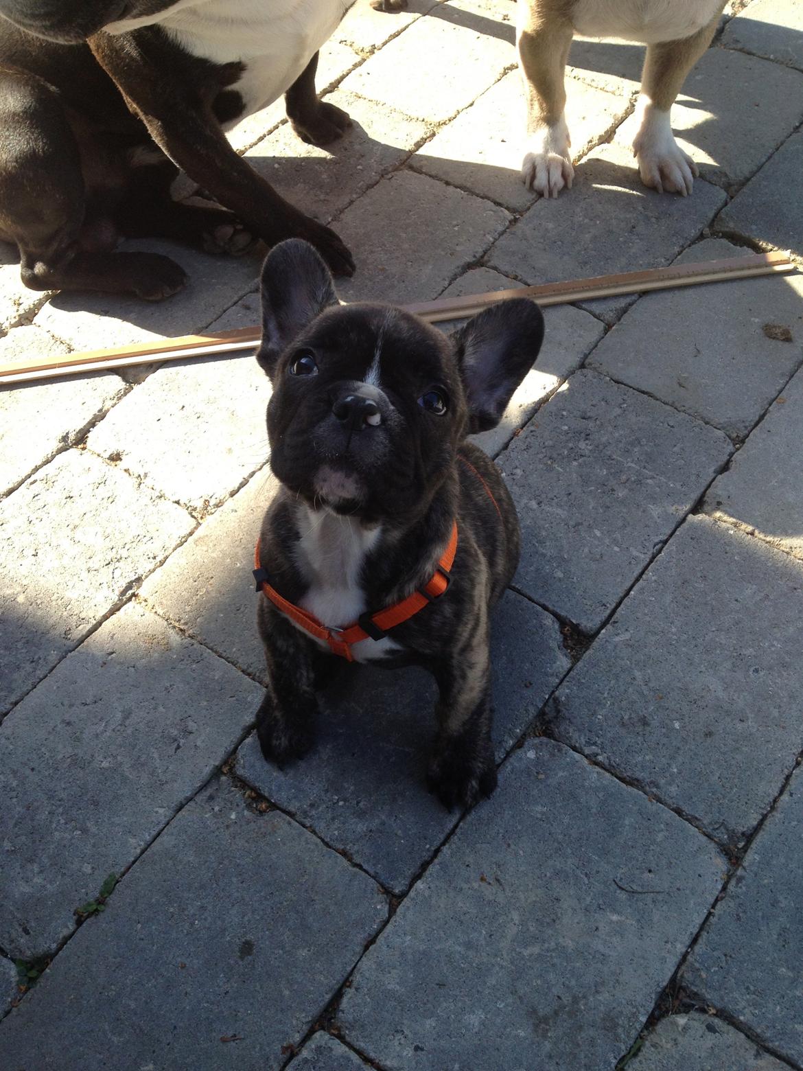 Fransk bulldog Coco - Første gang med sele. billede 7