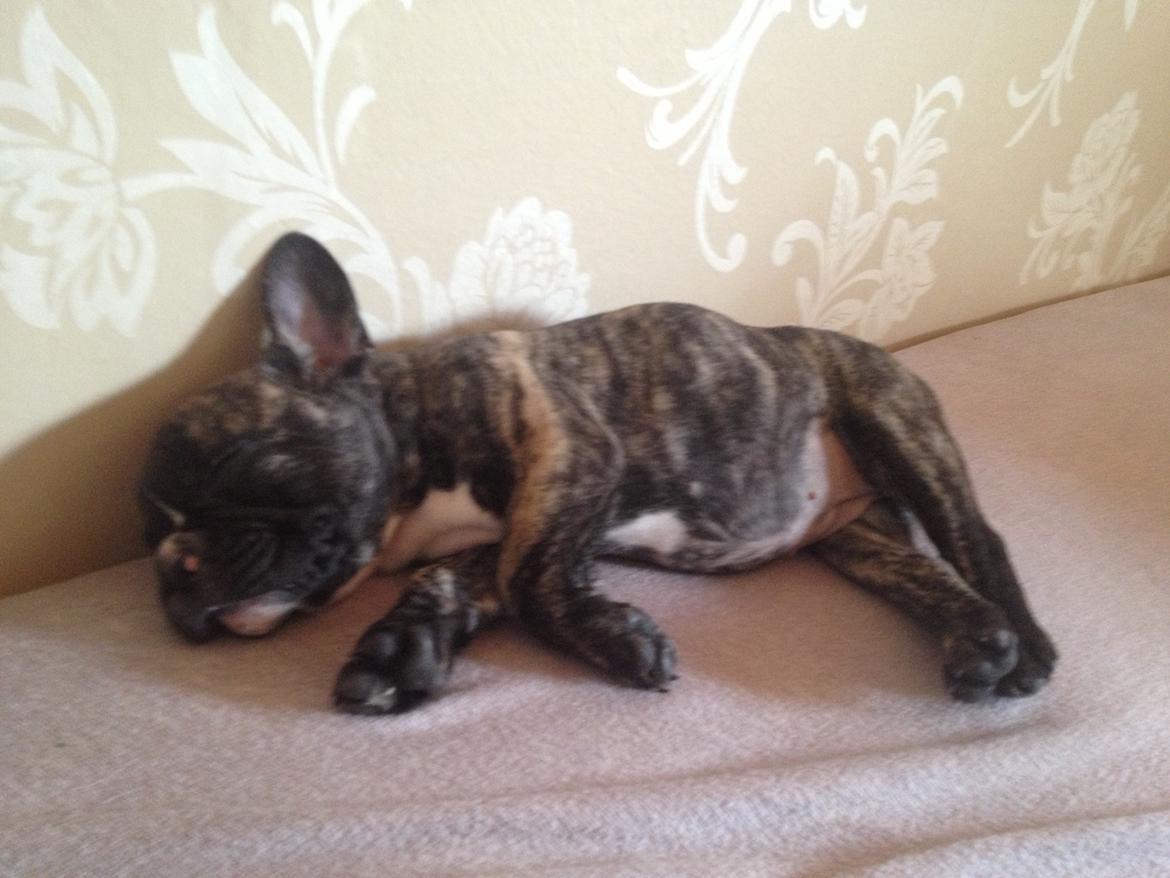 Fransk bulldog Coco billede 8