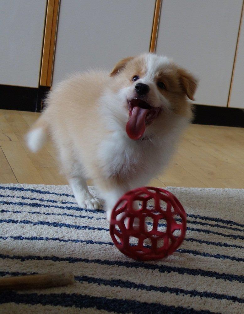 Border collie NOYTCB Split Second (Muffin) billede 24