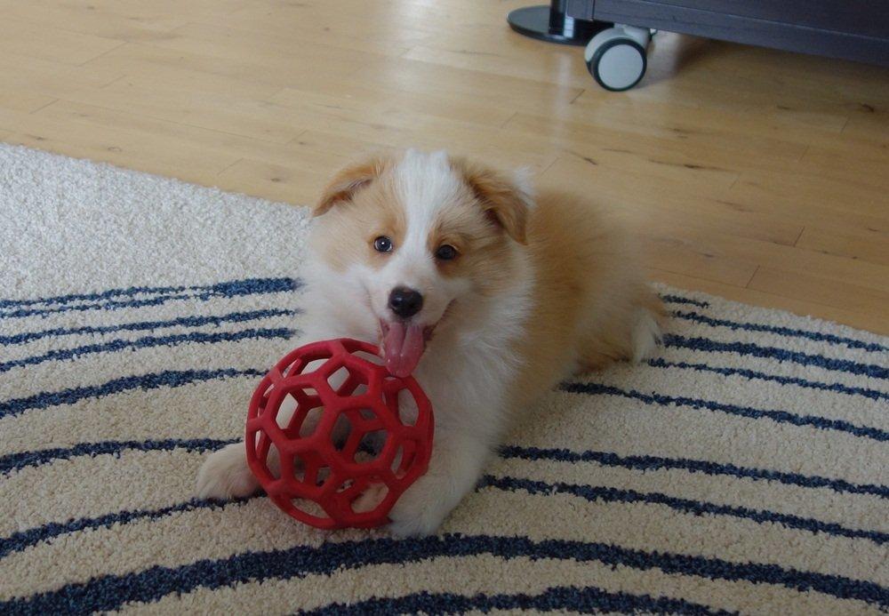Border collie NOYTCB Split Second (Muffin) billede 27