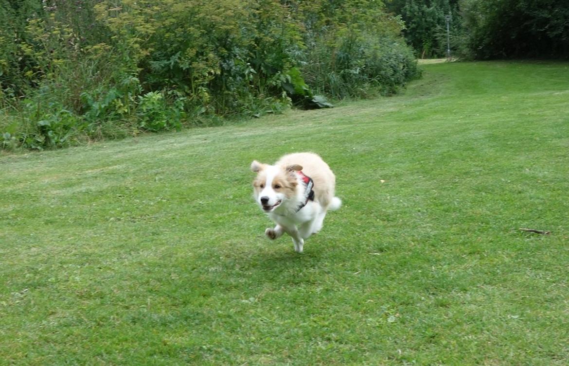 Border collie NOYTCB Split Second (Muffin) billede 20