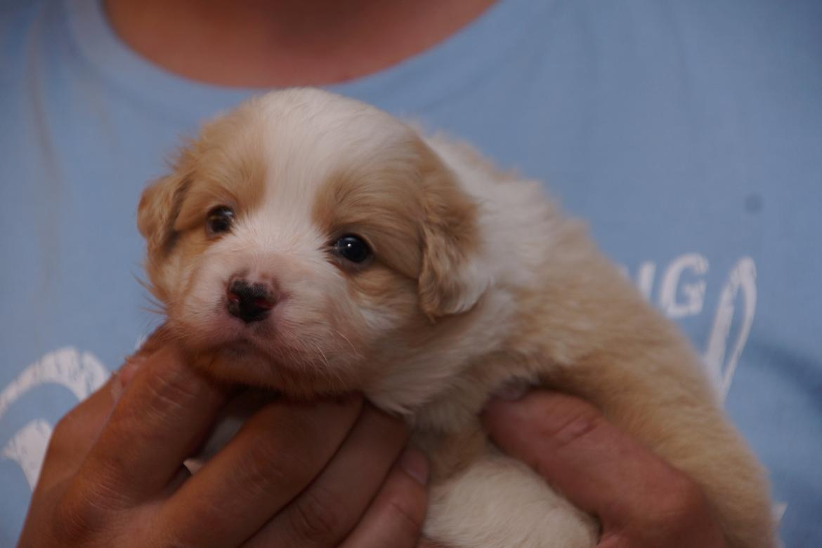 Border collie NOYTCB Split Second (Muffin) billede 29
