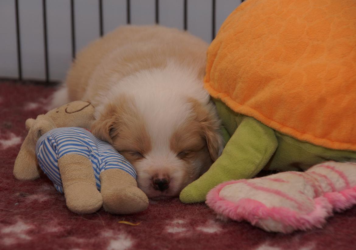 Border collie NOYTCB Split Second (Muffin) billede 14