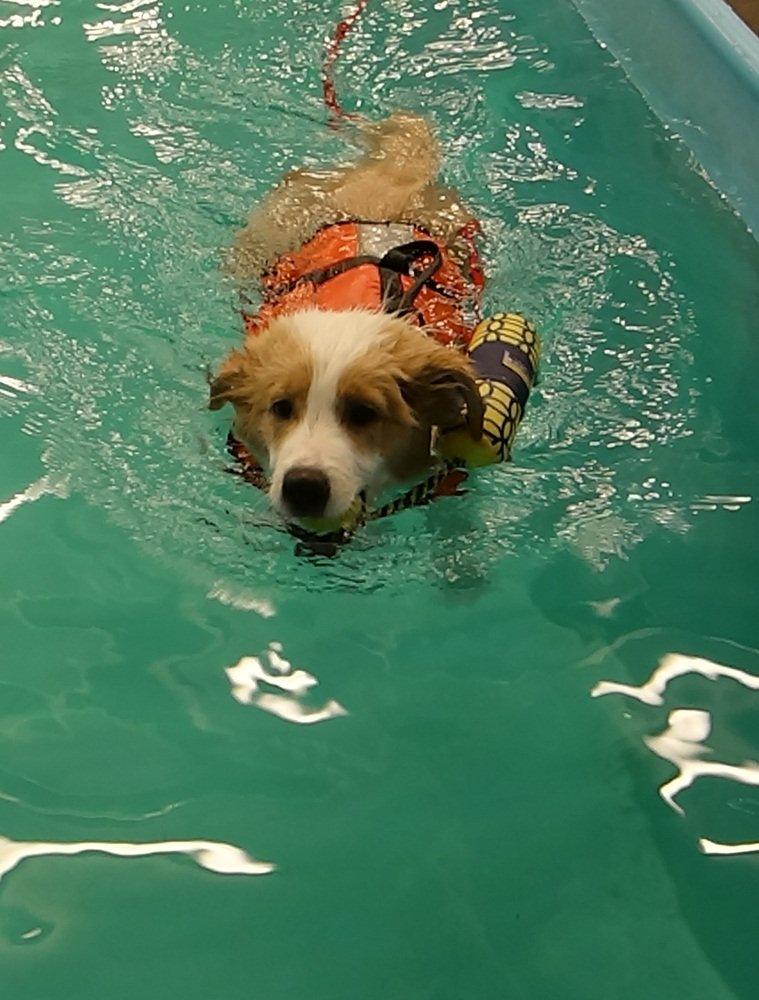 Border collie NOYTCB Split Second (Muffin) billede 15