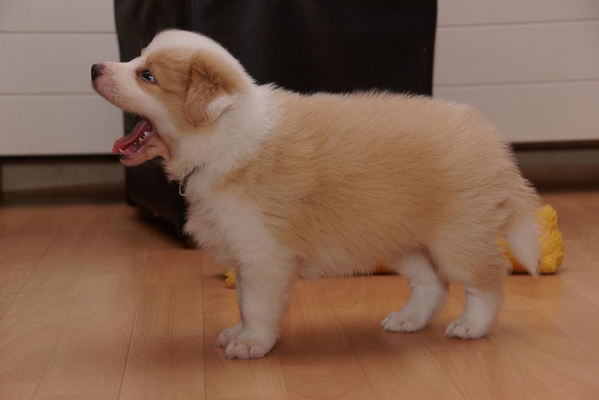 Border collie NOYTCB Split Second (Muffin) billede 31
