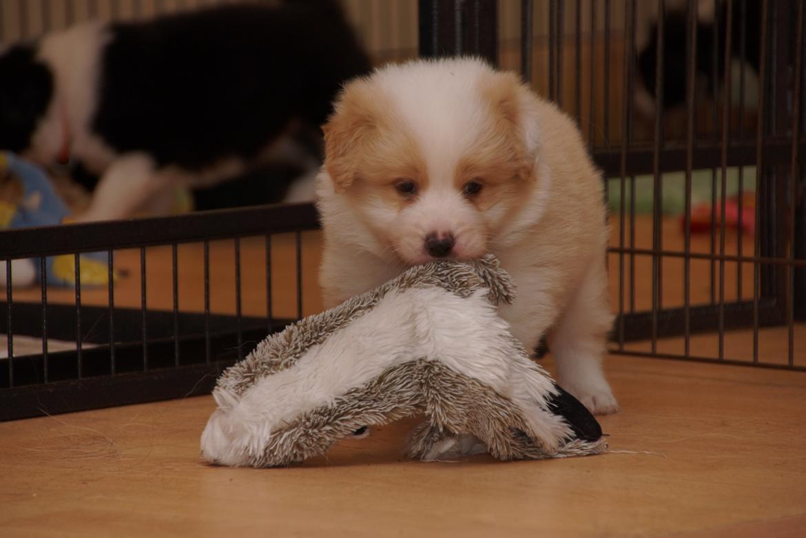 Border collie NOYTCB Split Second (Muffin) billede 30