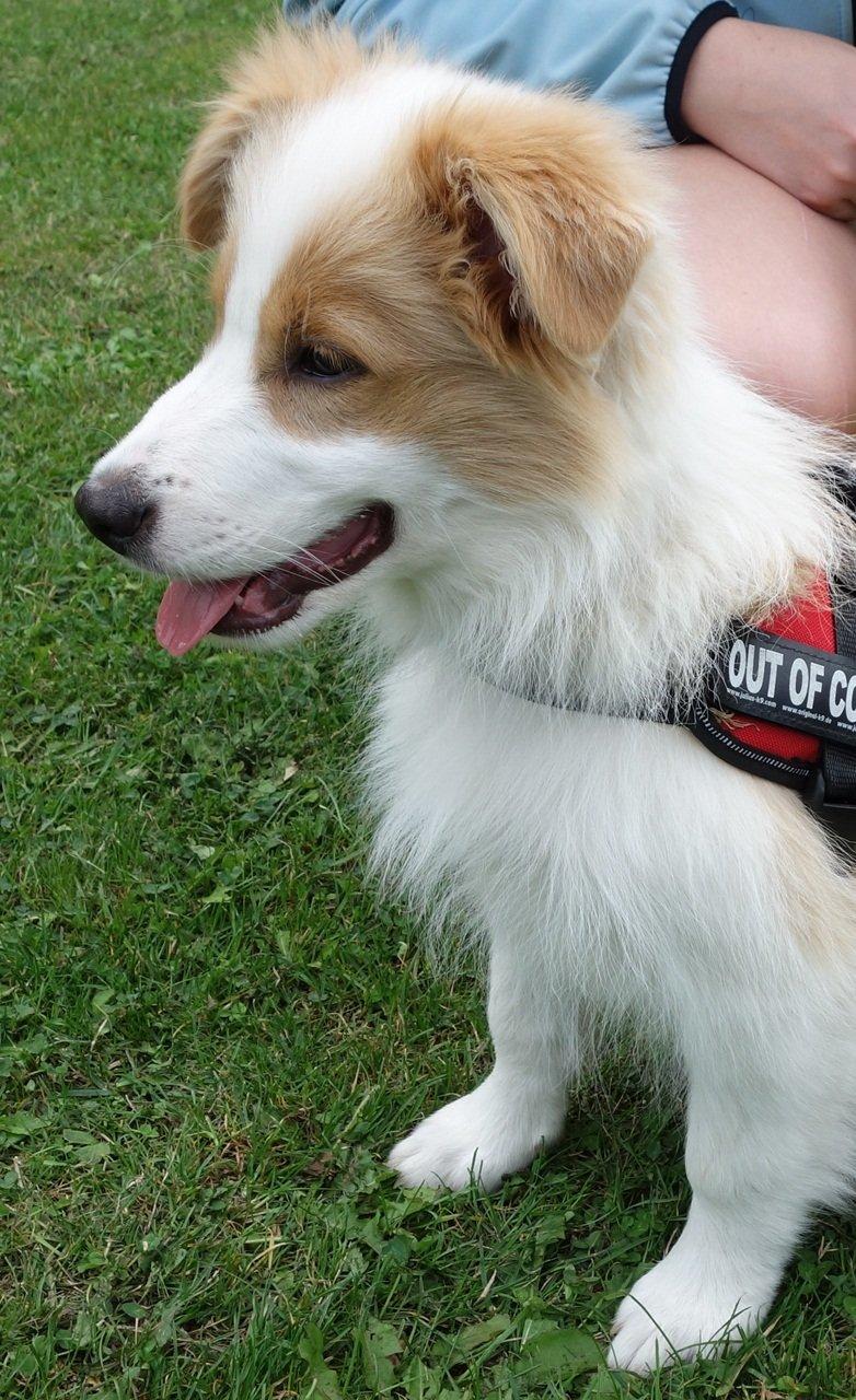 Border collie NOYTCB Split Second (Muffin) billede 32