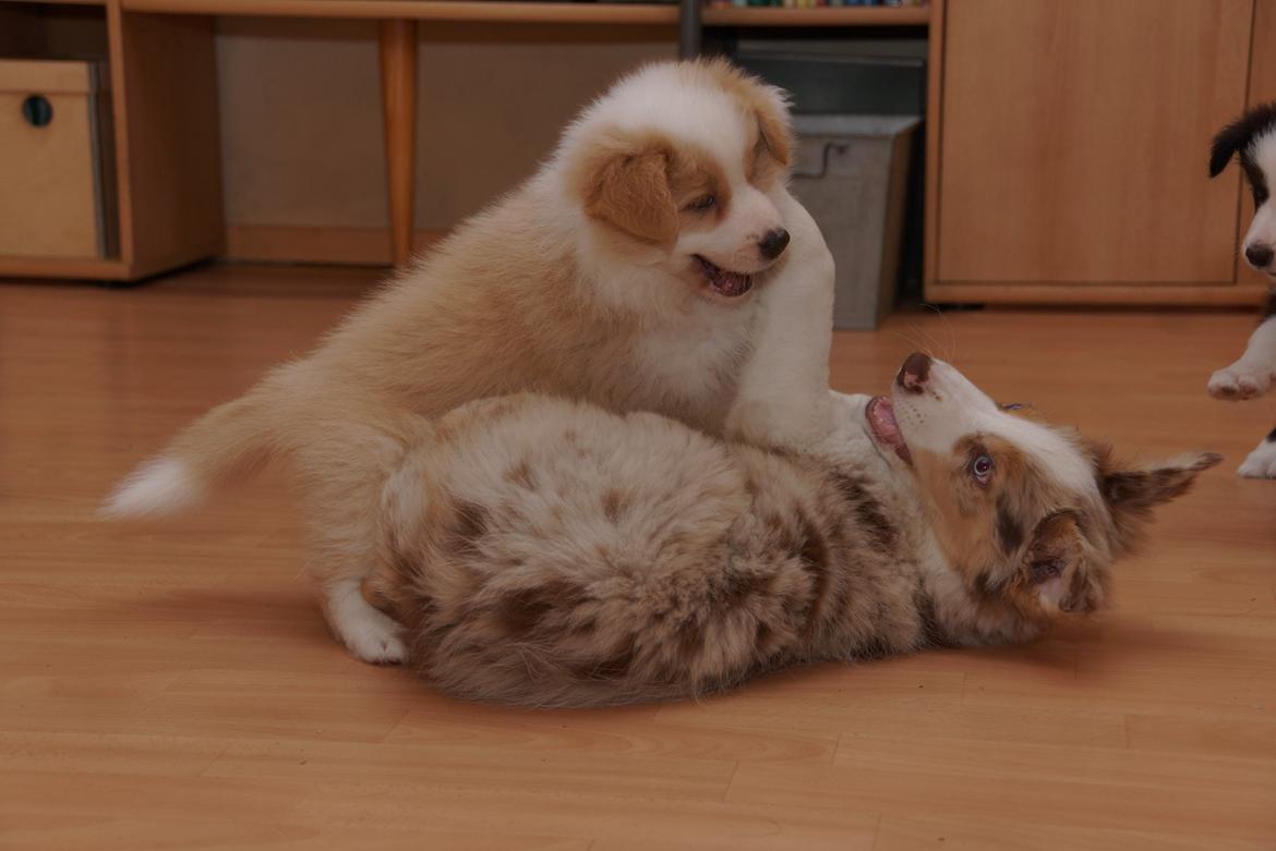 Border collie NOYTCB Split Second (Muffin) billede 33