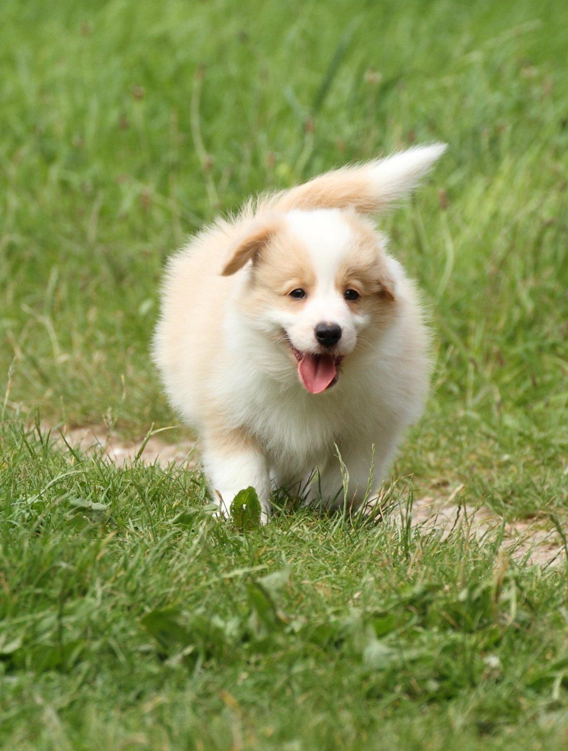 Border collie NOYTCB Split Second (Muffin) billede 34