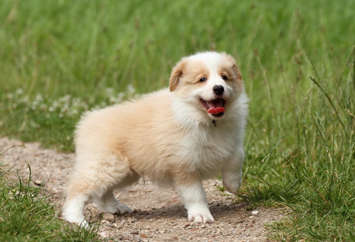 Border collie NOYTCB Split Second (Muffin) billede 21