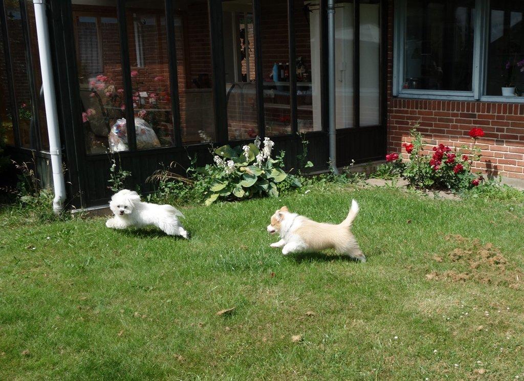 Border collie NOYTCB Split Second (Muffin) billede 36