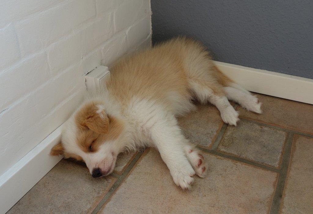 Border collie NOYTCB Split Second (Muffin) billede 37