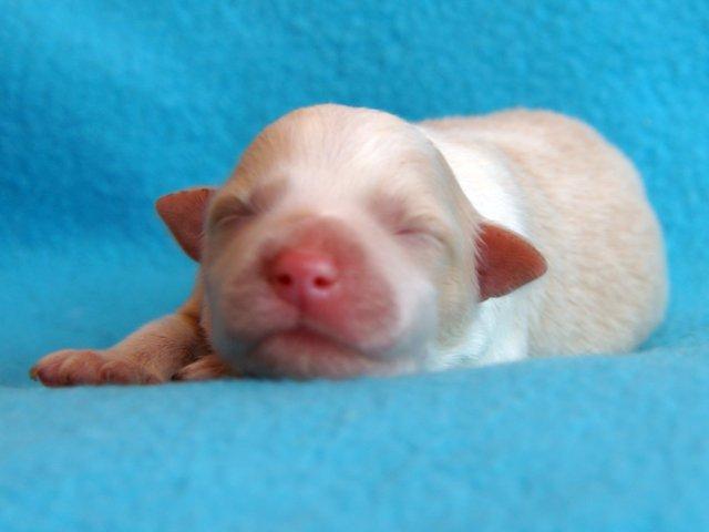 Border collie NOYTCB Split Second (Muffin) billede 39