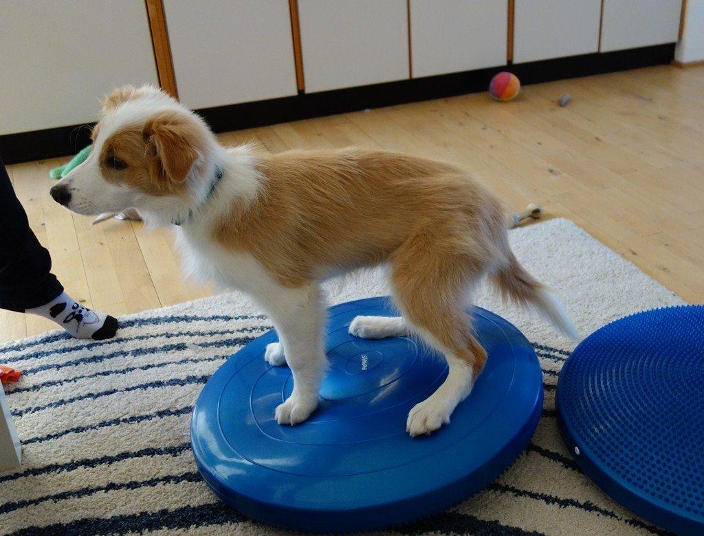 Border collie NOYTCB Split Second (Muffin) billede 18