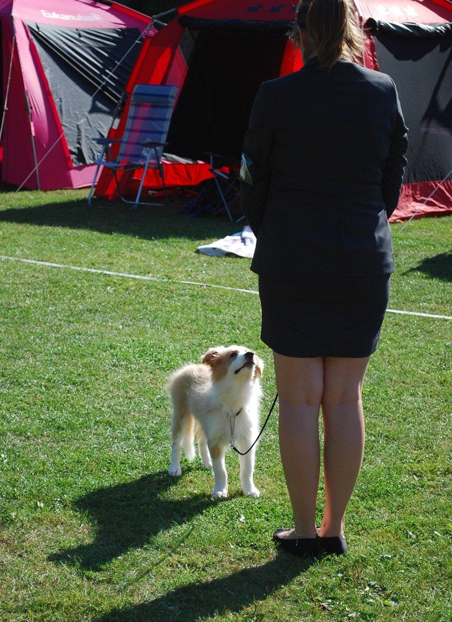 Border collie NOYTCB Split Second (Muffin) billede 28