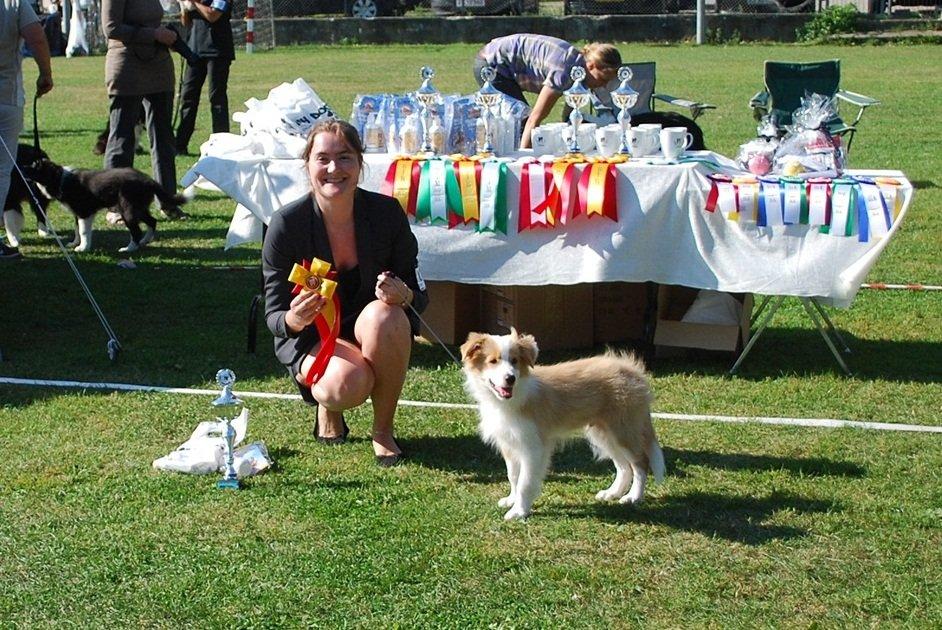Border collie NOYTCB Split Second (Muffin) billede 40