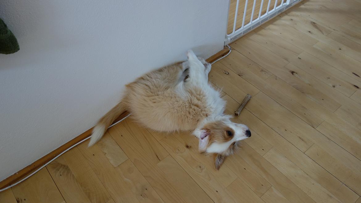Border collie NOYTCB Split Second (Muffin) billede 42