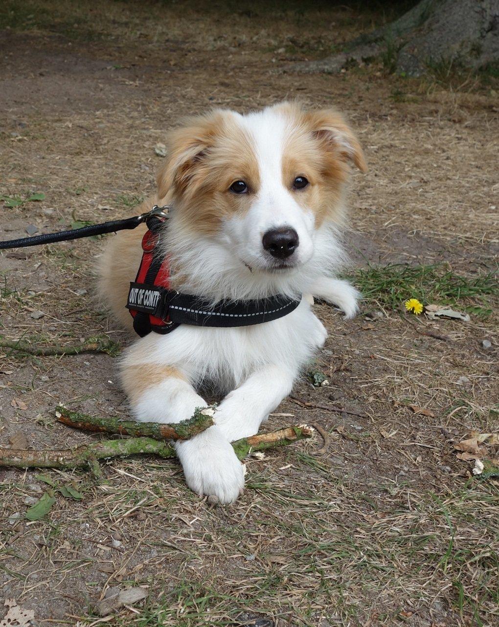 Border collie NOYTCB Split Second (Muffin) billede 13