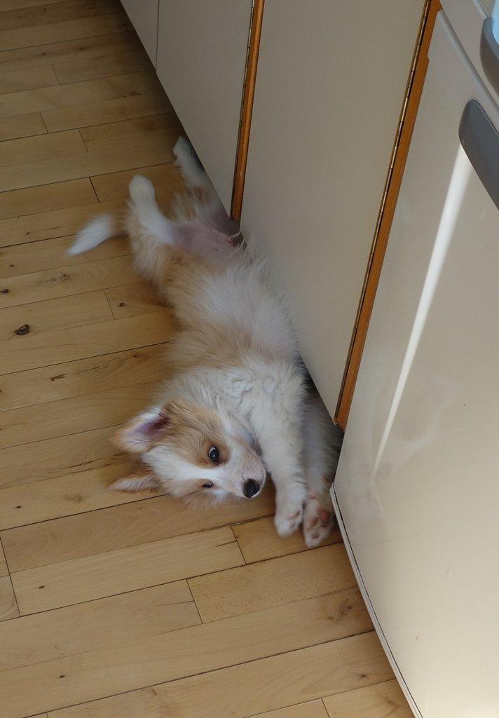 Border collie NOYTCB Split Second (Muffin) billede 17