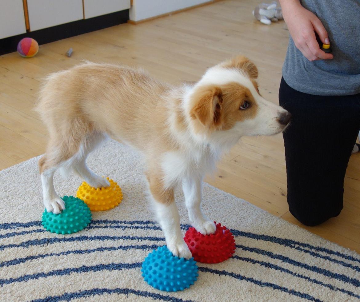Border collie NOYTCB Split Second (Muffin) billede 45