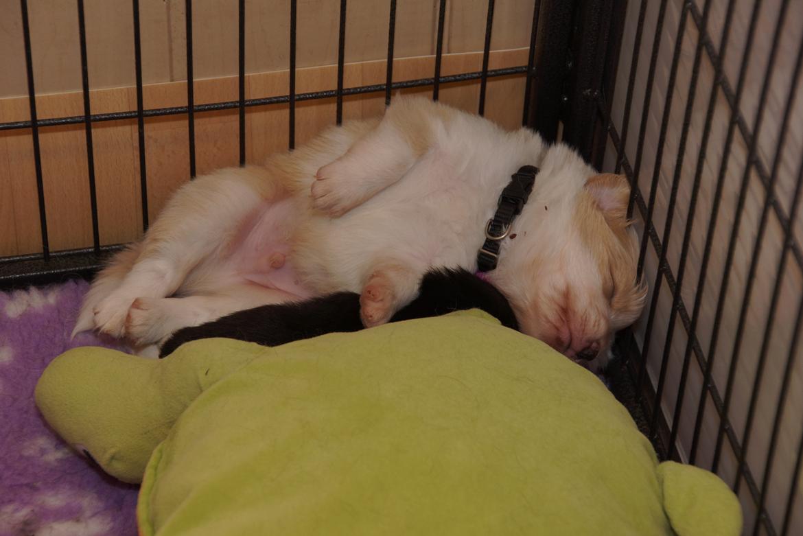 Border collie NOYTCB Split Second (Muffin) billede 46