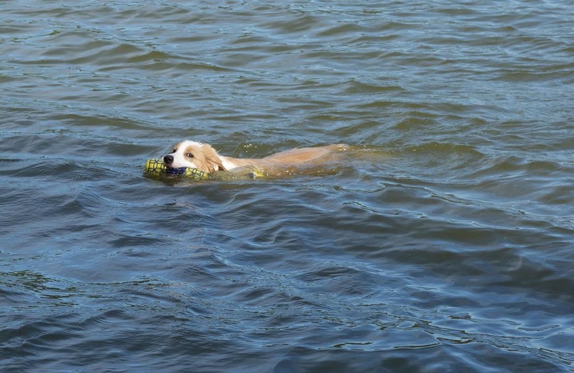Border collie NOYTCB Split Second (Muffin) billede 22