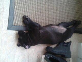 Labrador retriever Bella - Hold fast de giver den gas med rengøringen godt man er hund og bare skal ligge og nyde indsatsen billede 2