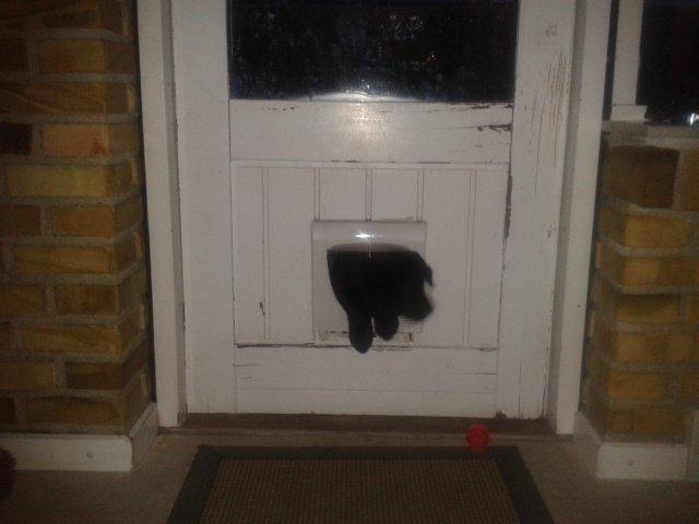 Labrador retriever Bella - Halloo kommer i ikke og åbner døren - så nupper jeg bare kattelemmen ;-) billede 3