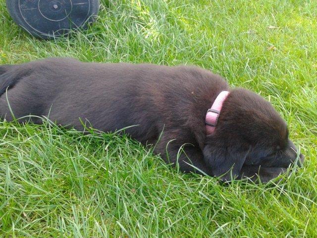 Labrador retriever Bella billede 4