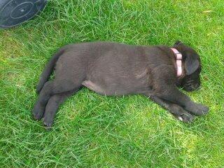 Labrador retriever Bella - Første dag i min nye have billede 5