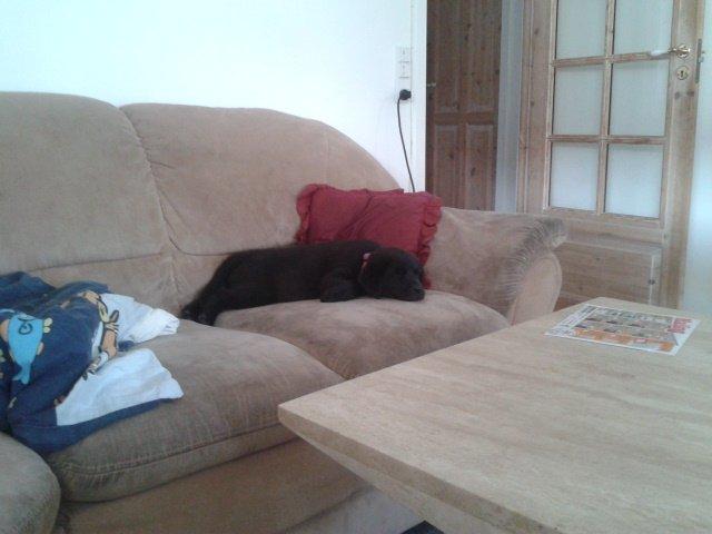 Labrador retriever Bella billede 6