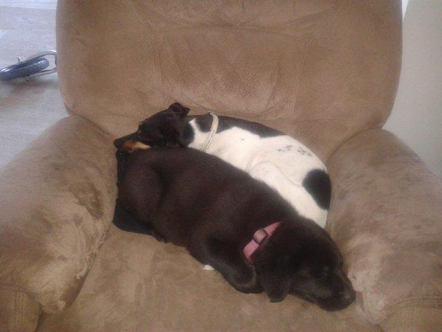 Labrador retriever Bella - Bella og tante Donna efter den første rigtig gåtur rundt i byen  billede 7