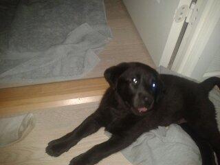 Labrador retriever Bella billede 8