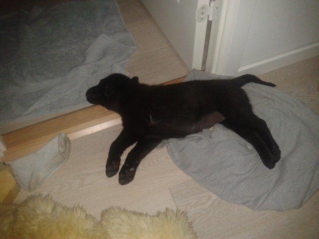 Labrador retriever Bella billede 9