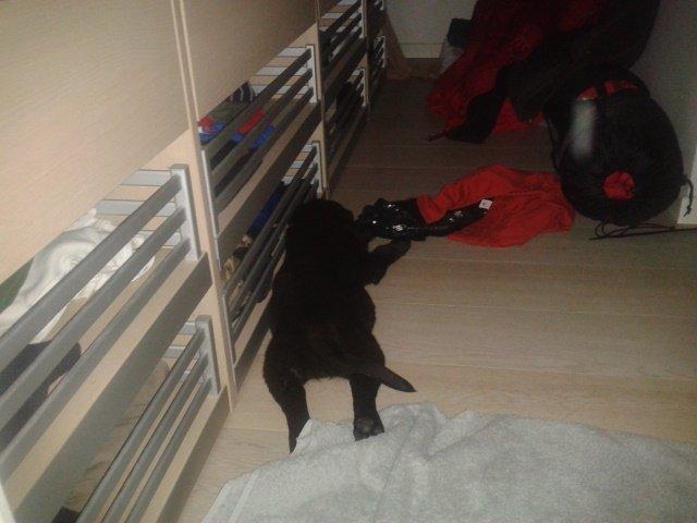 Labrador retriever Bella billede 10