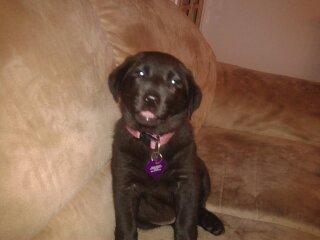 Labrador retriever Bella - 1. dag i mit nye hus og allerede i sofaen ;-) billede 1