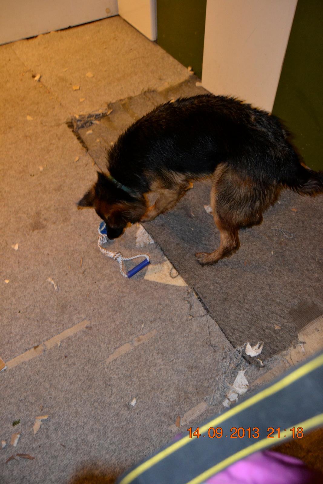 Schæferhund Sille død 2/3 2022  - Ups jeg har ødelagt et legetøj på 10 min ups den Holte ikke længe mor ups 😂 billede 15