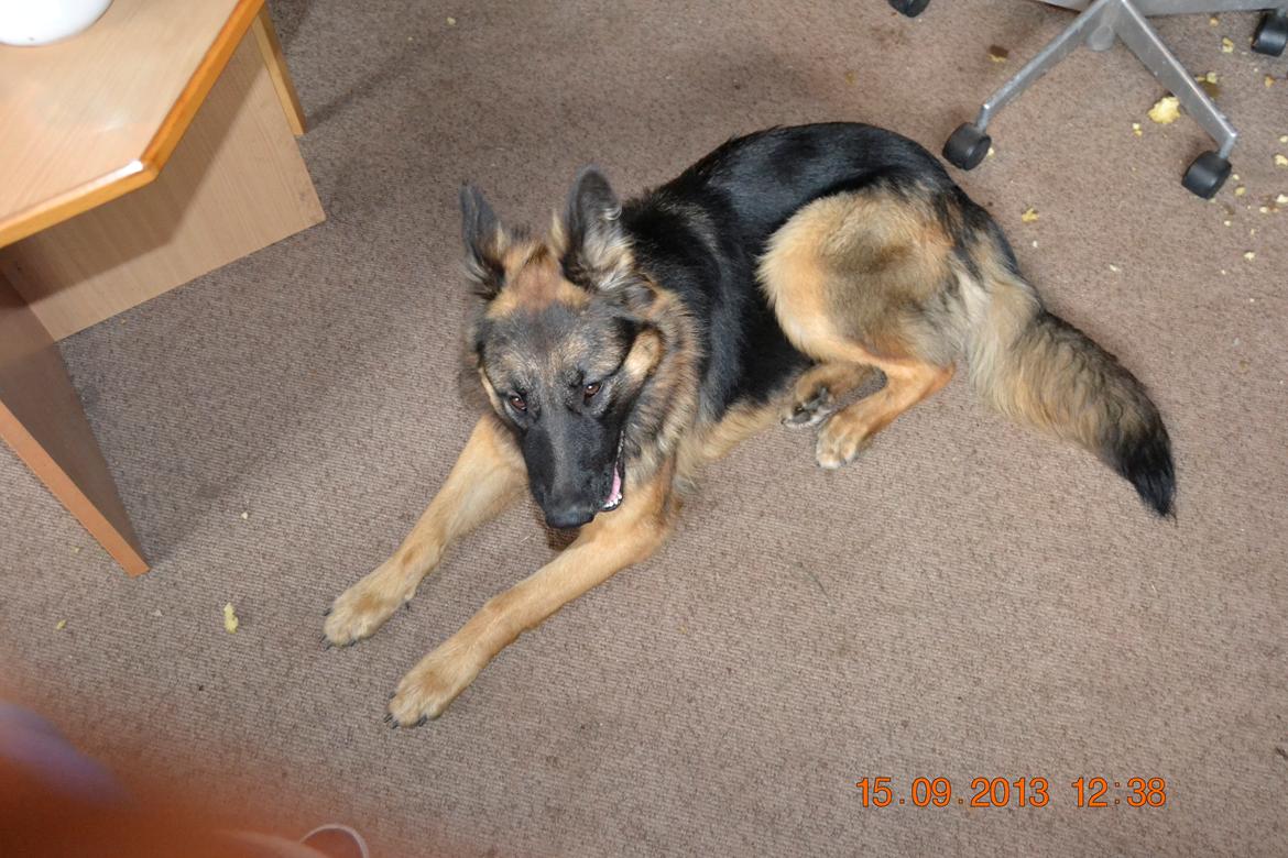 Schæferhund Sille død 2/3 2022  billede 16