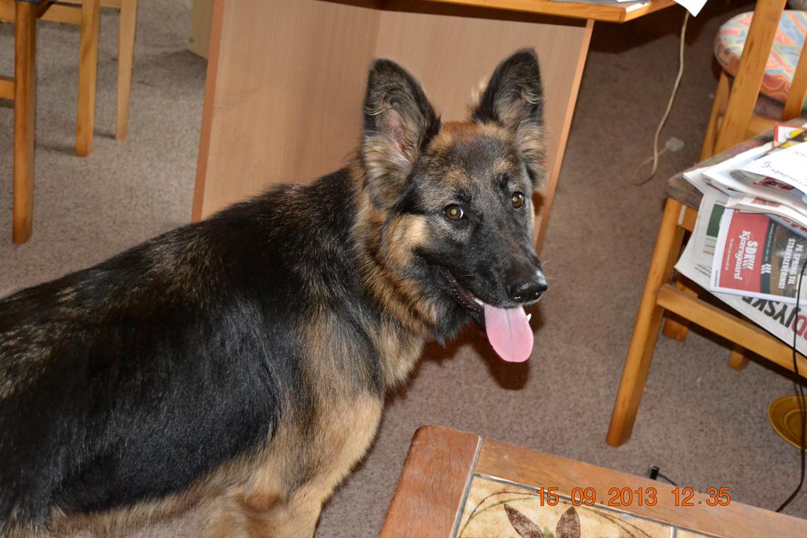 Schæferhund Sille død 2/3 2022  billede 17