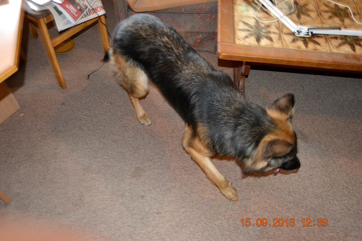 Schæferhund Sille død 2/3 2022  billede 18