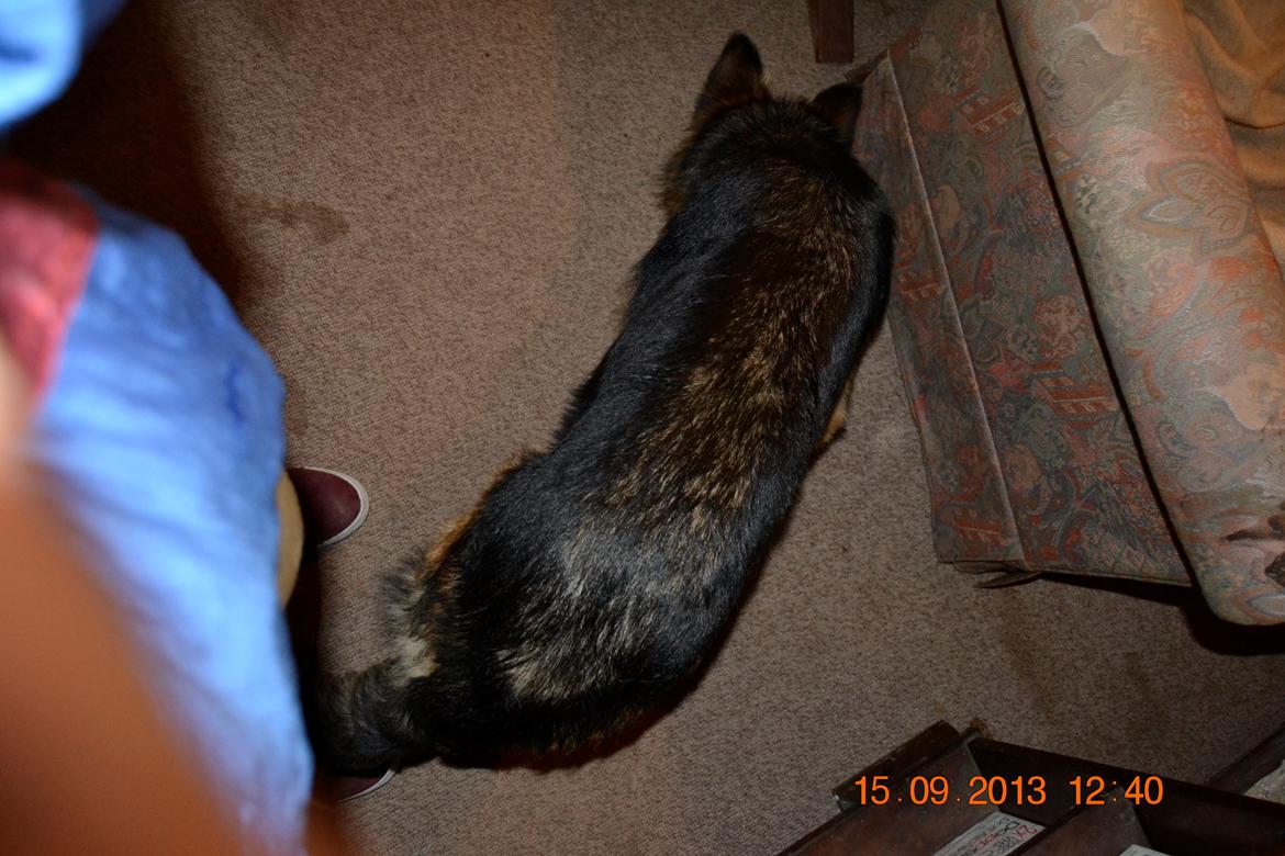 Schæferhund Sille død 2/3 2022  billede 19