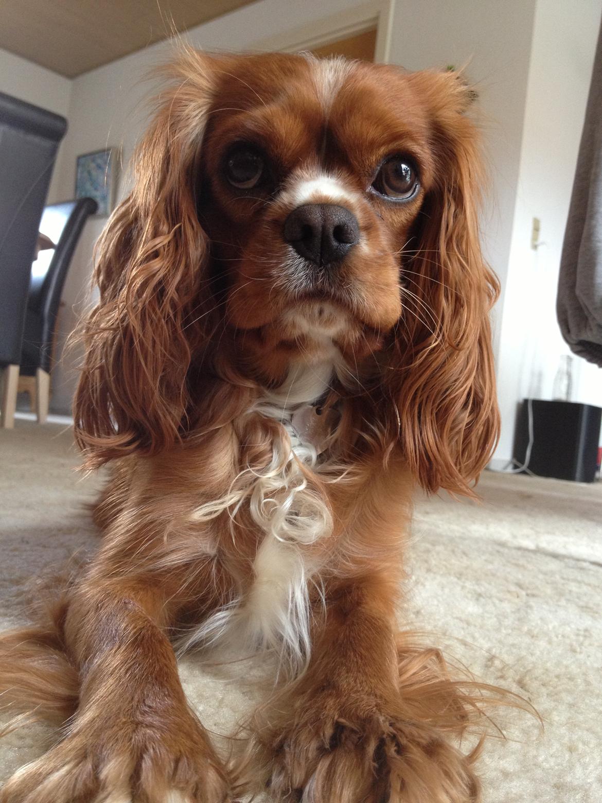 Cavalier king charles spaniel Silje billede 21