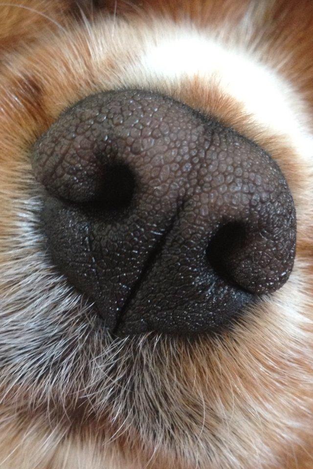 Cavalier king charles spaniel Silje - Nærbillede af snude.  billede 22