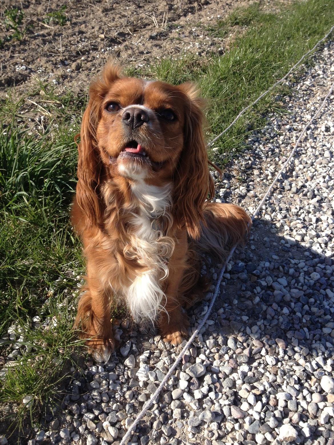 Cavalier king charles spaniel Silje - Siljes 2 års fødselsdag, 2013. billede 23